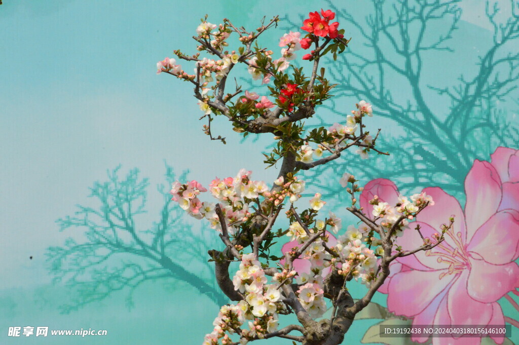 海棠花  