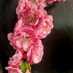花枝