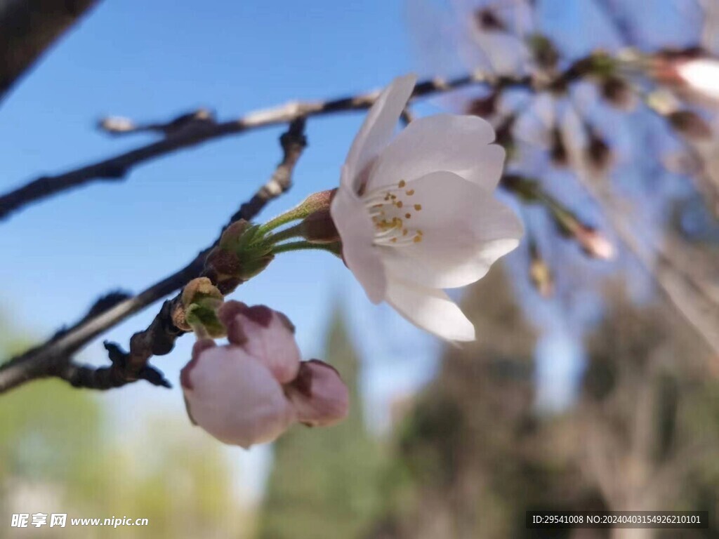 杏花