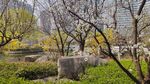 花树  草丛