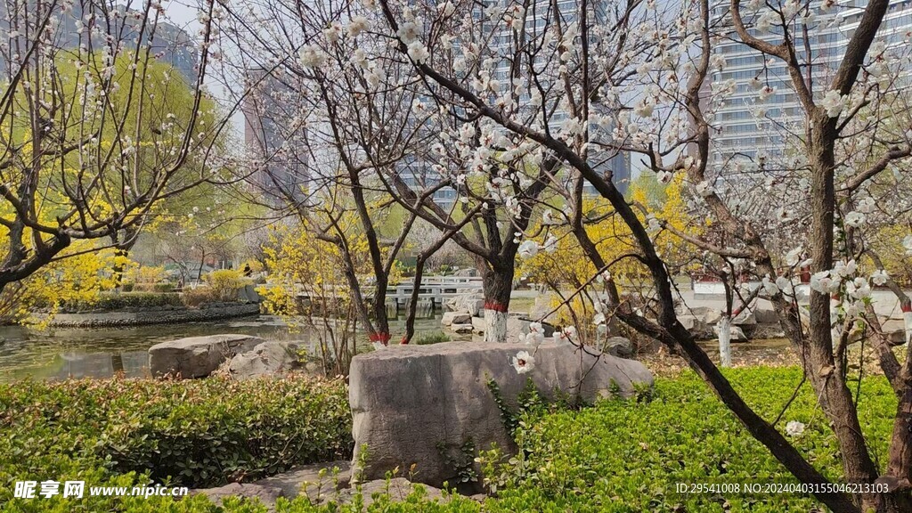 花树  草丛
