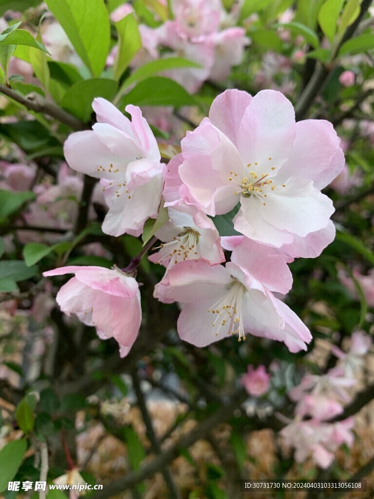 垂丝海棠花