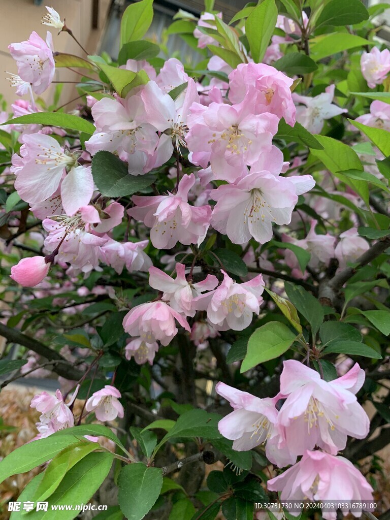 垂丝海棠花