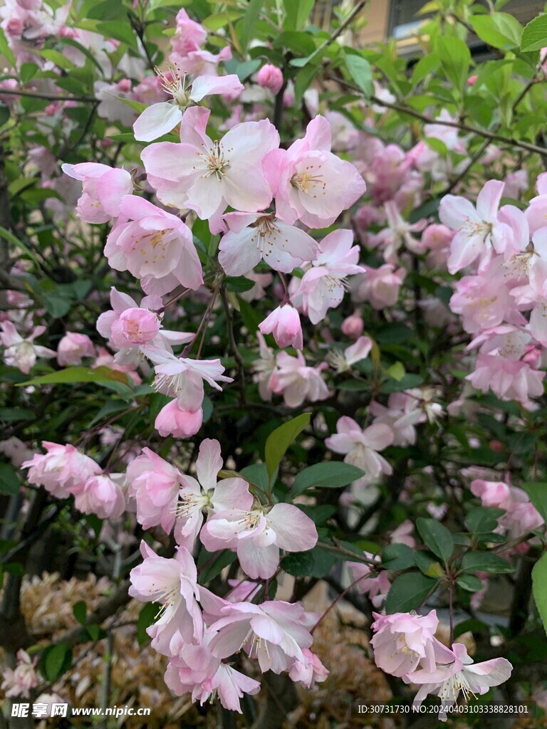 垂丝海棠花