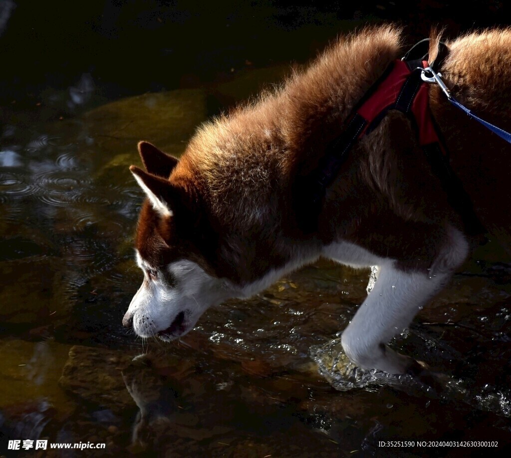 狗喝水
