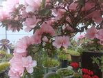 杜鹃花