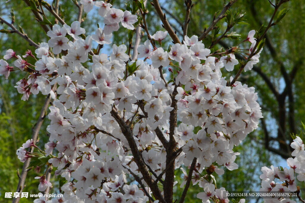 樱花