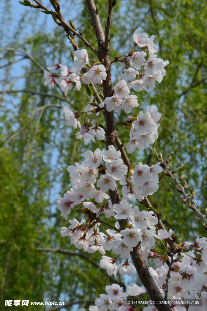 樱花