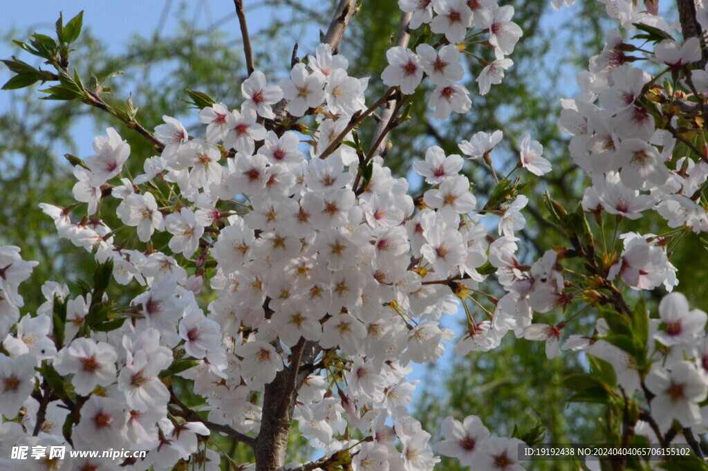 樱花