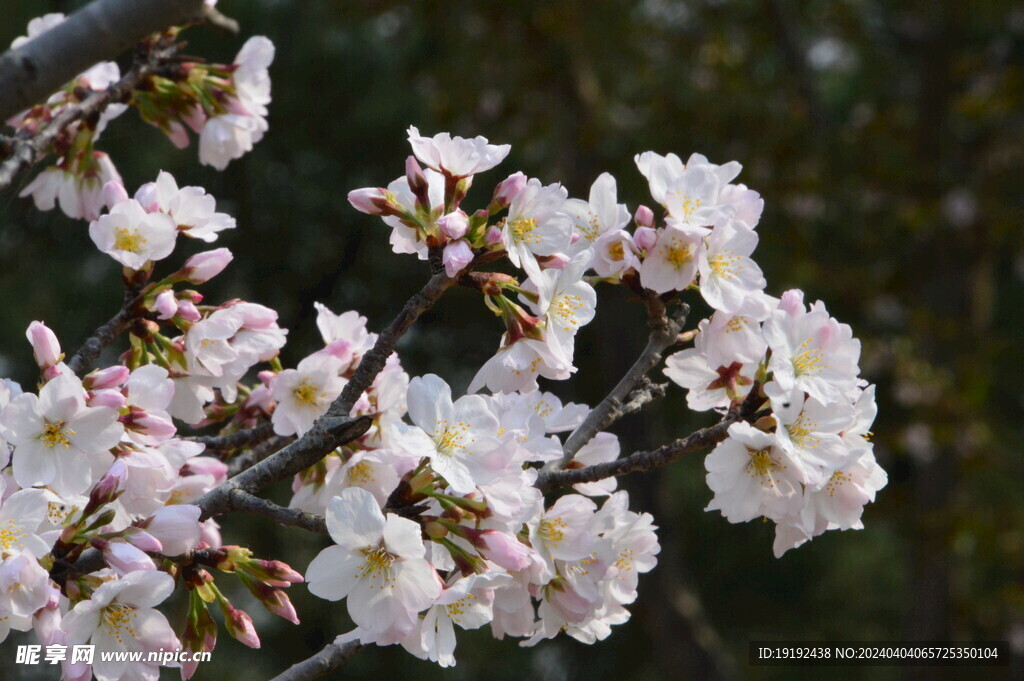樱花