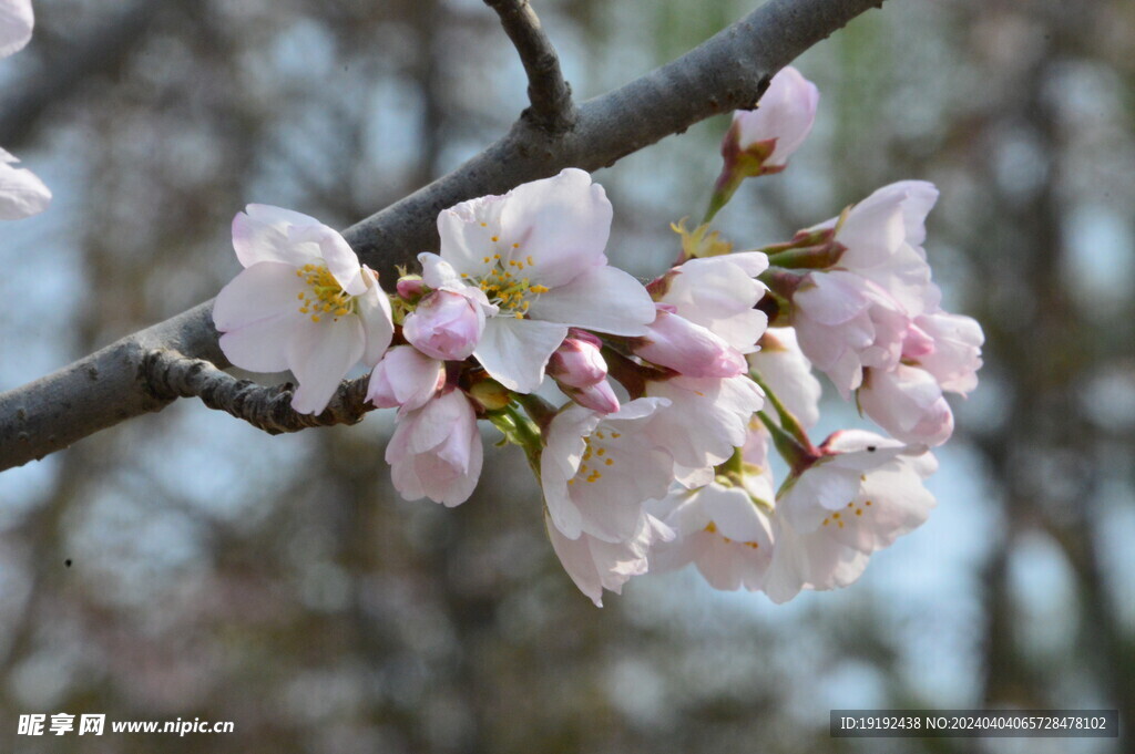 樱花 