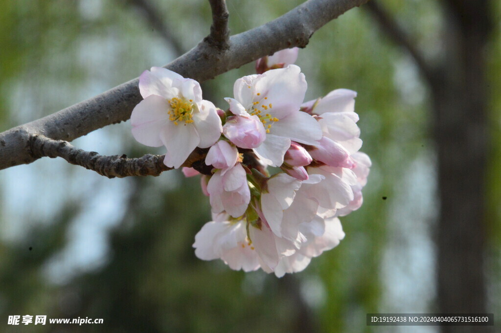 樱花
