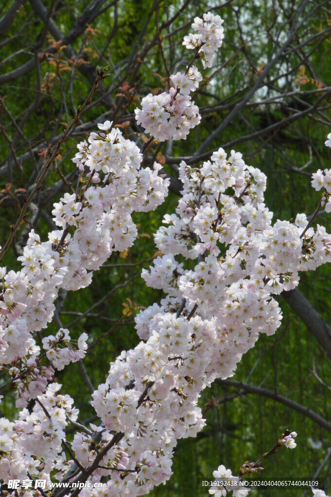 樱花 