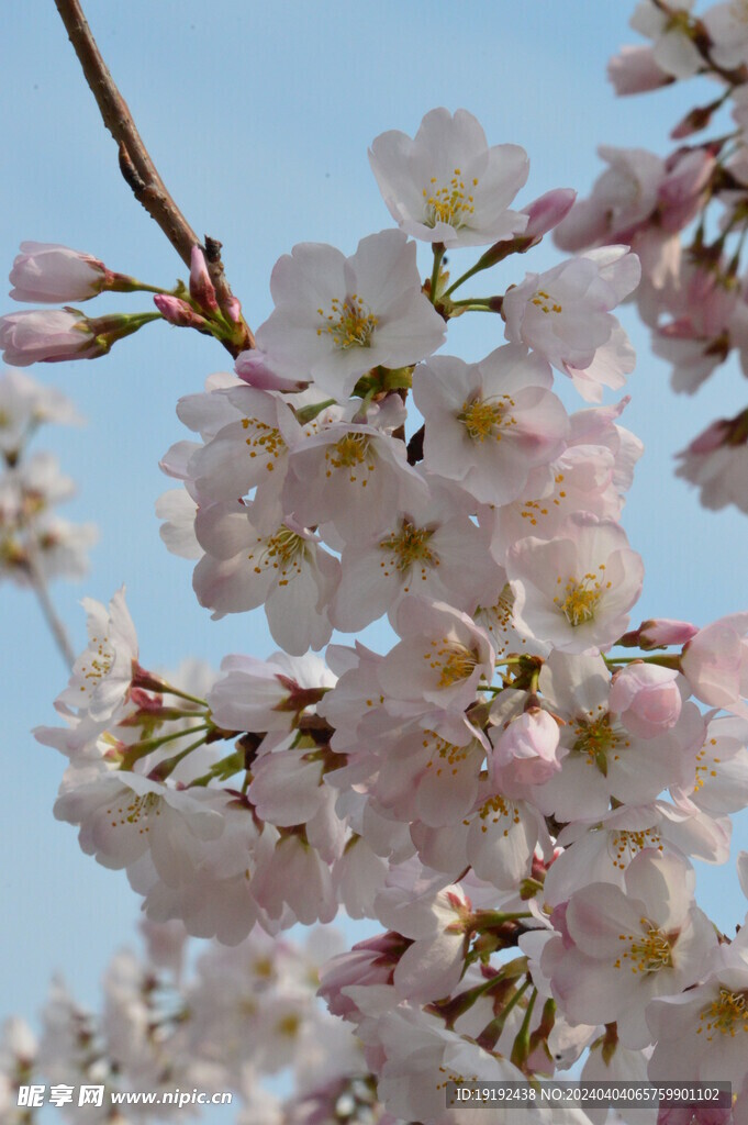 樱花  