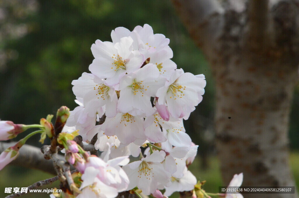 樱花 