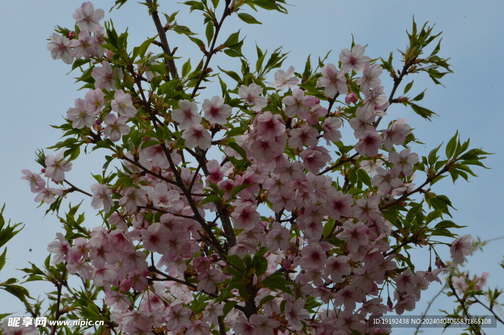 樱花 