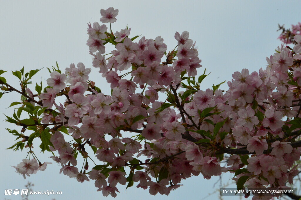樱花  