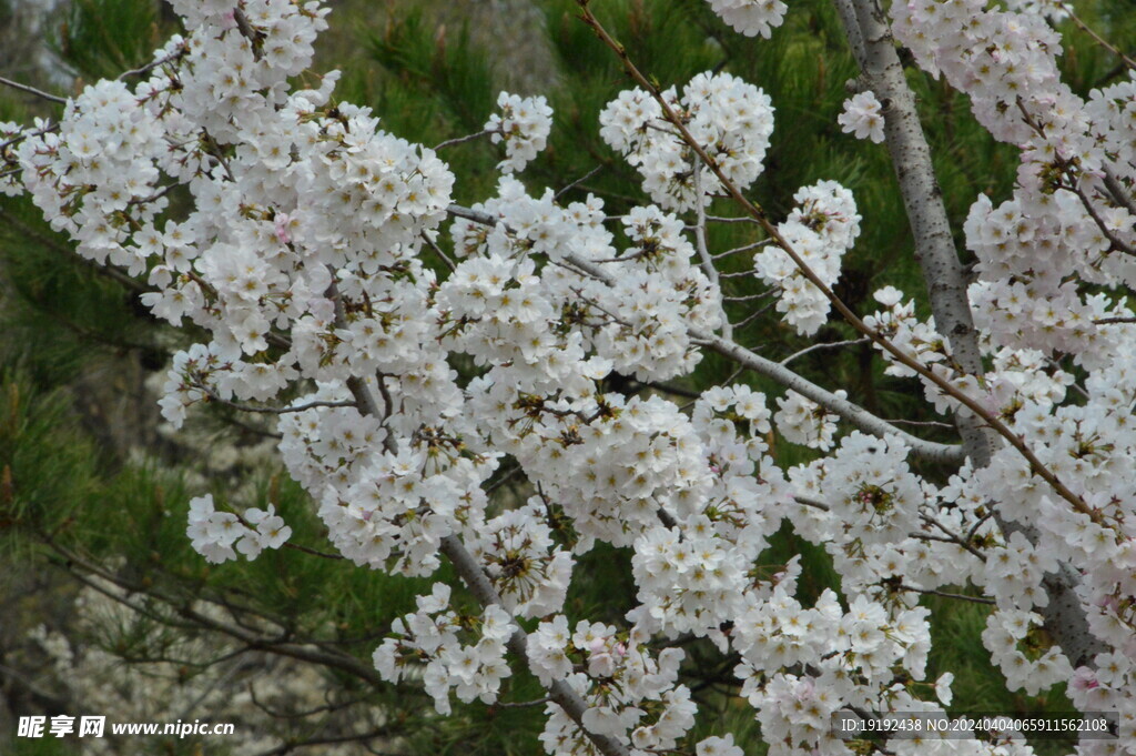 樱花 