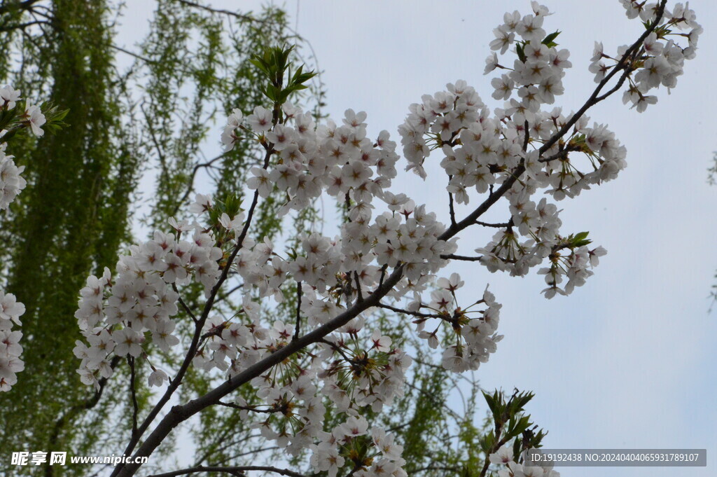 樱花 