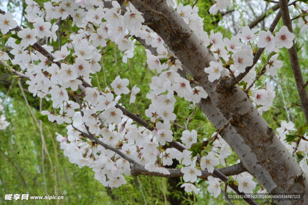 樱花 