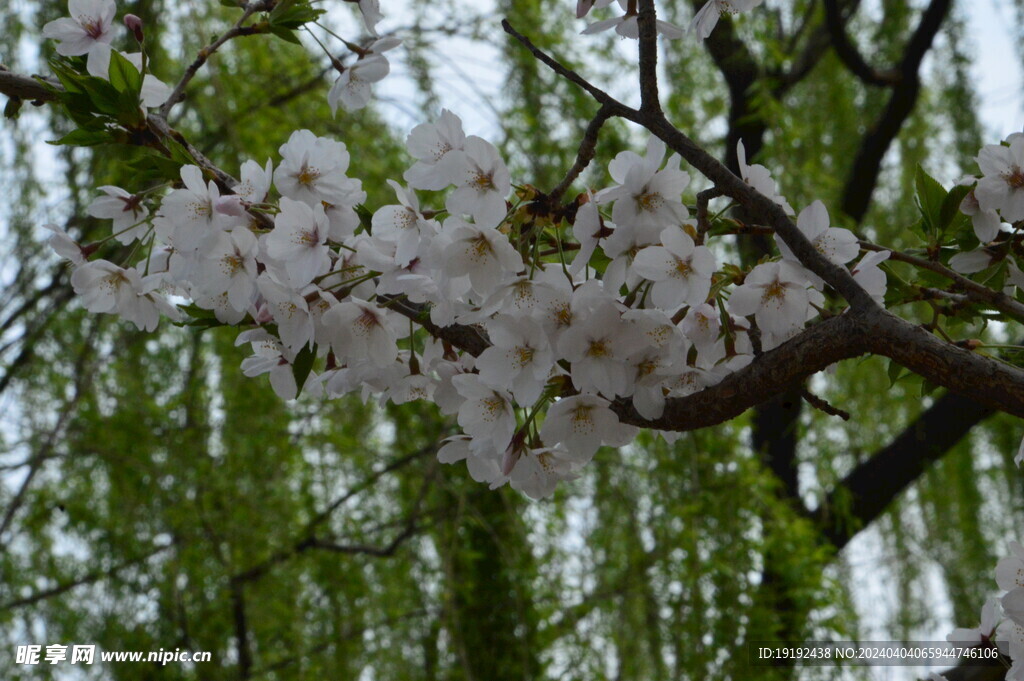 樱花 