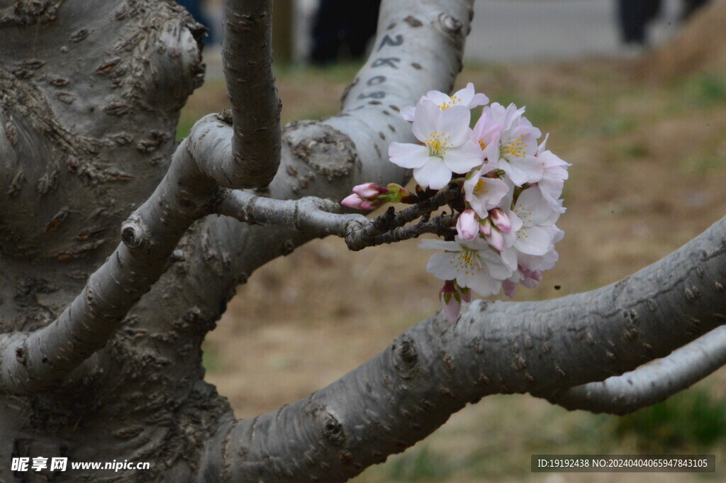 樱花 