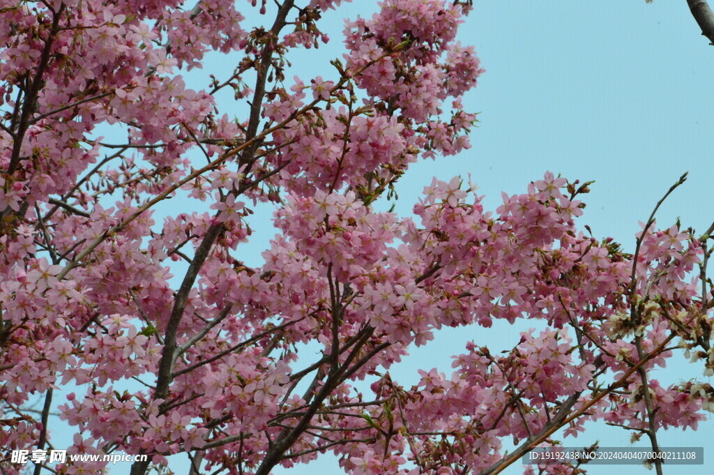 樱花