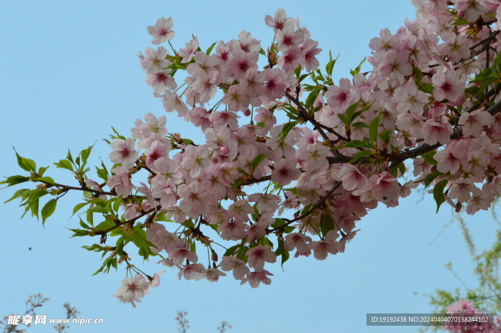 樱花 