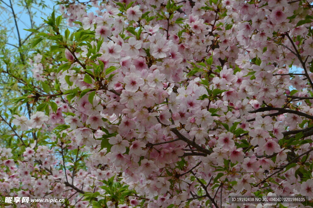 樱花  