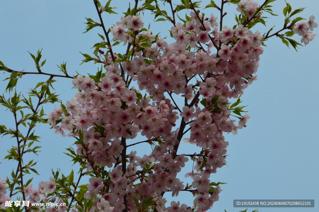 樱花 