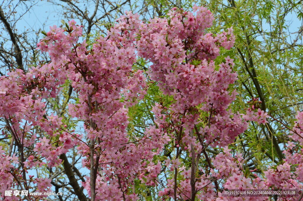 樱花  