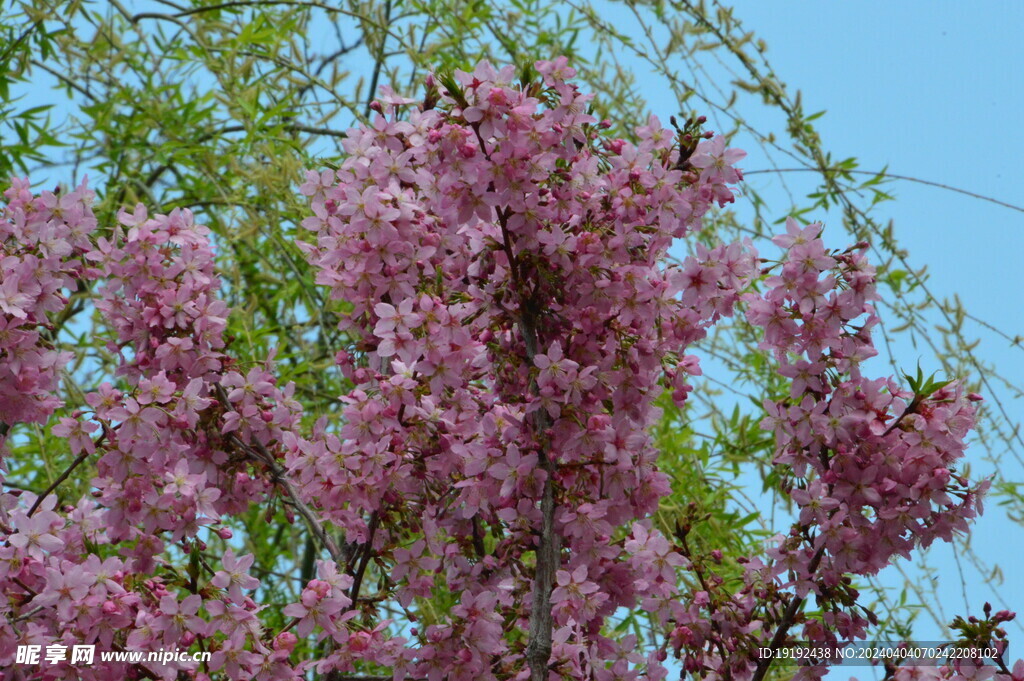 樱花  