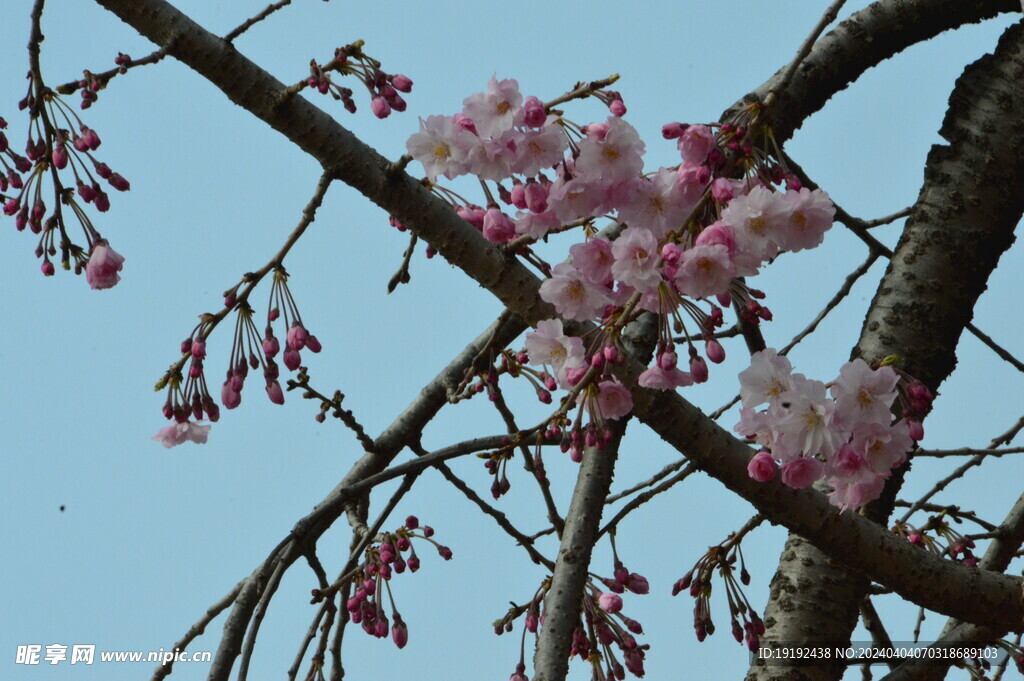 樱花 