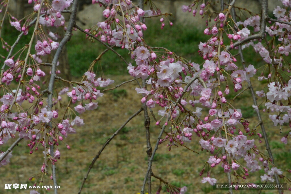 樱花  