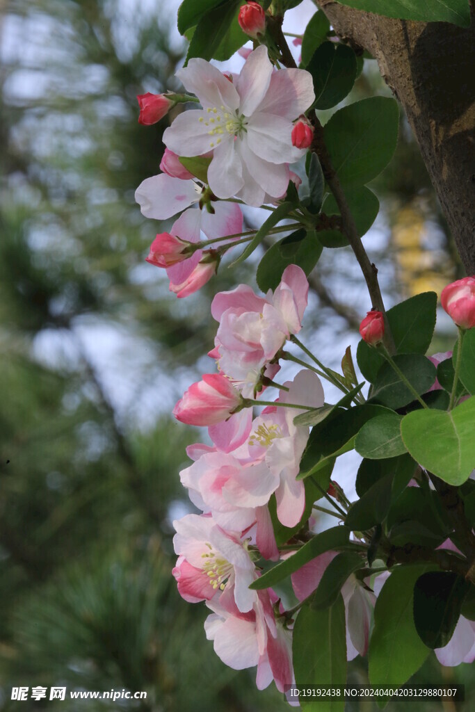 西府海棠花