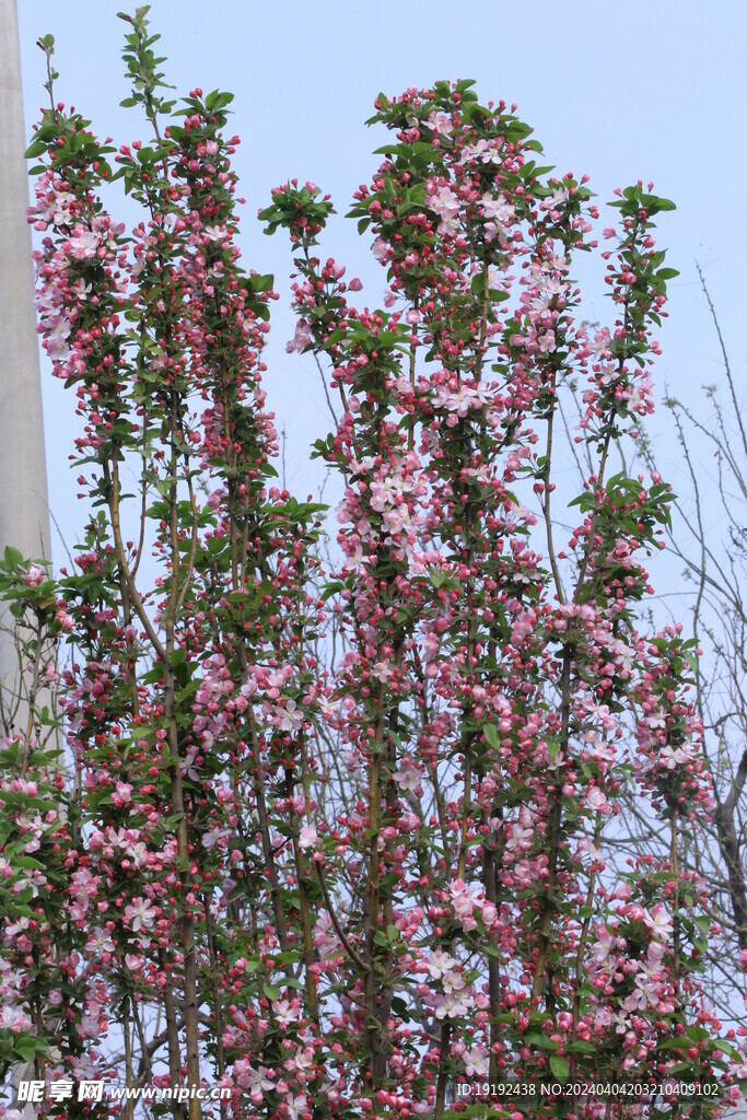 西府海棠花