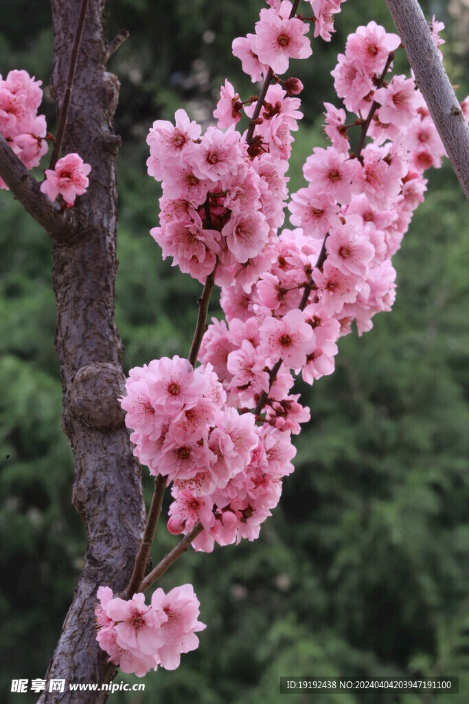 美人梅 