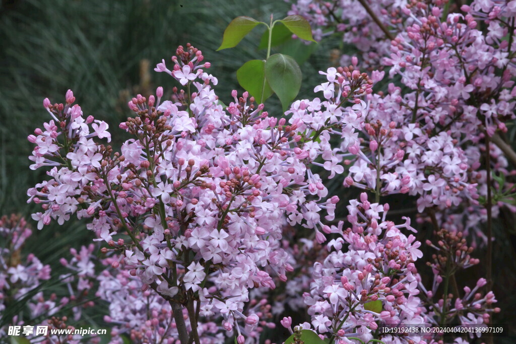 丁香花