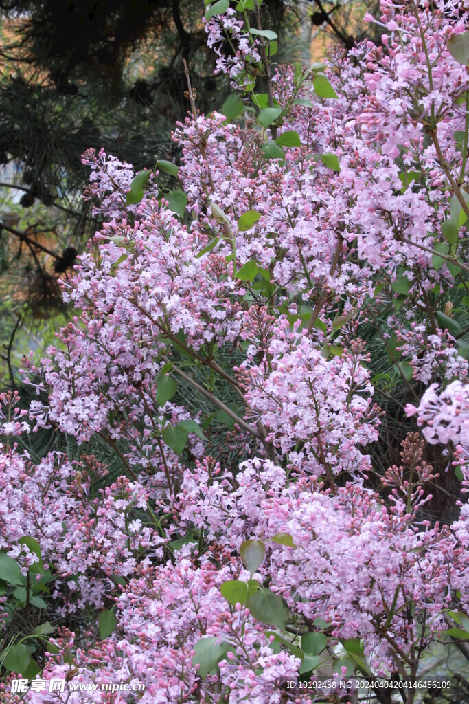 丁香花