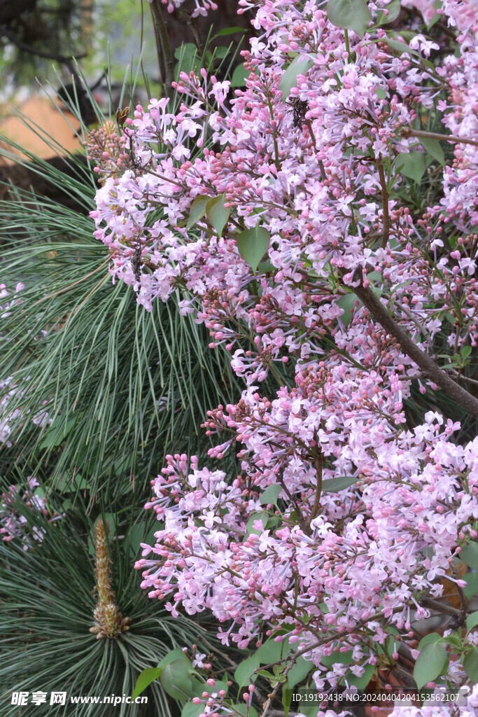 丁香花 