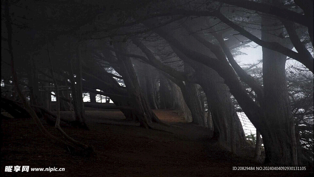 深林美景