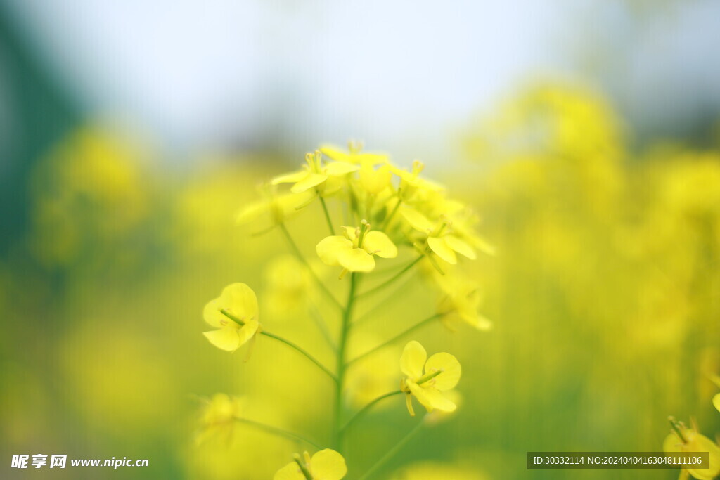 油菜花