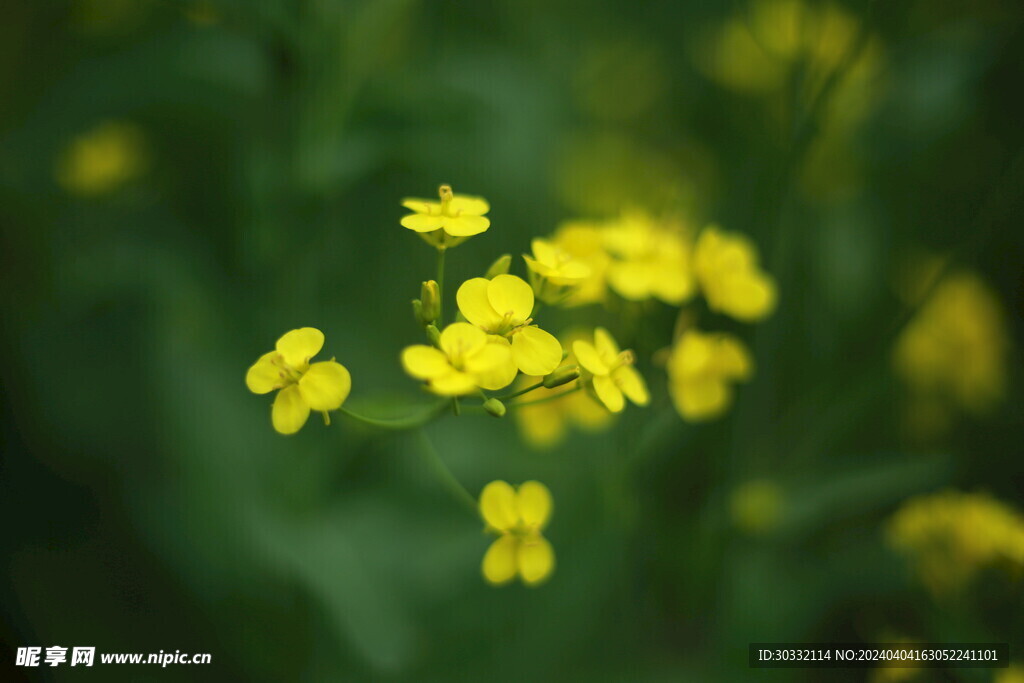 油菜花