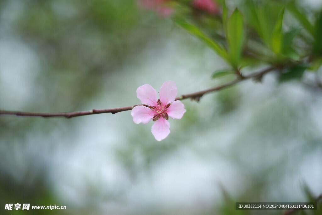 一支桃花