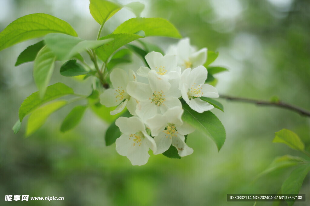 梨花壁纸