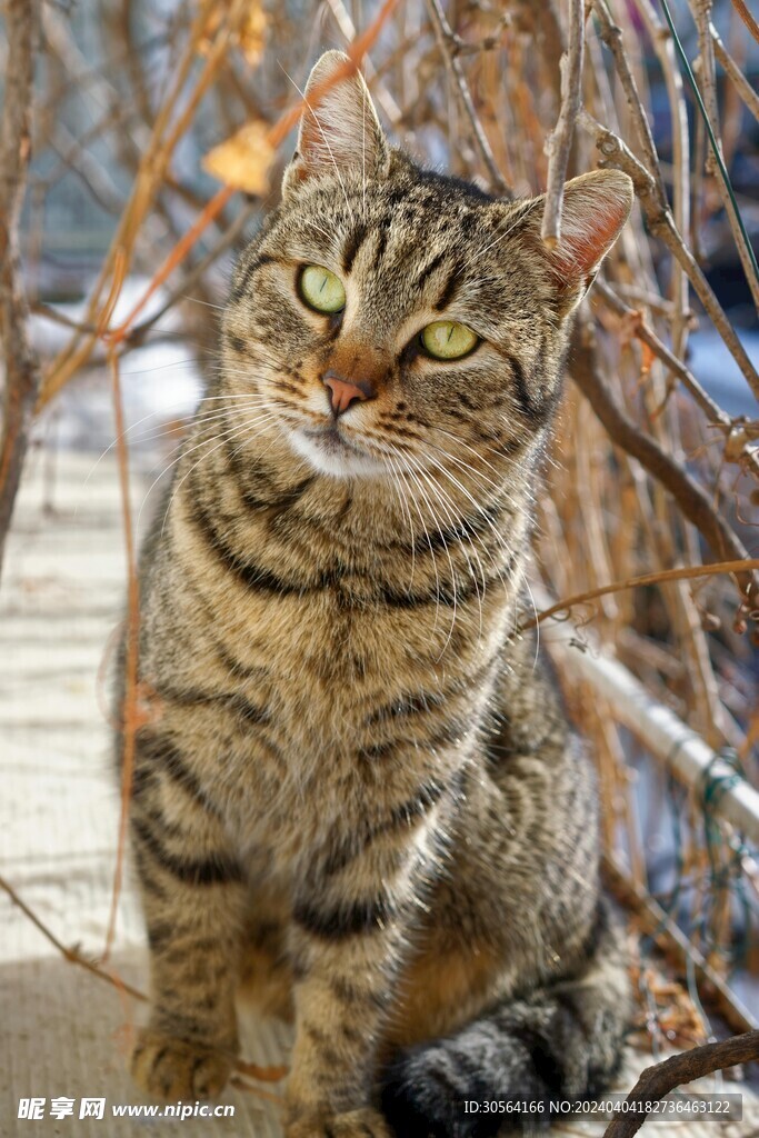 猫