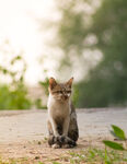 猫