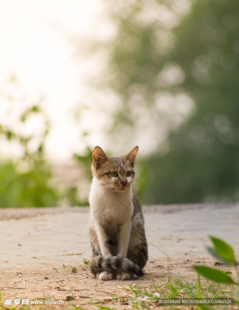 猫