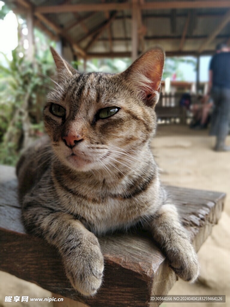 猫