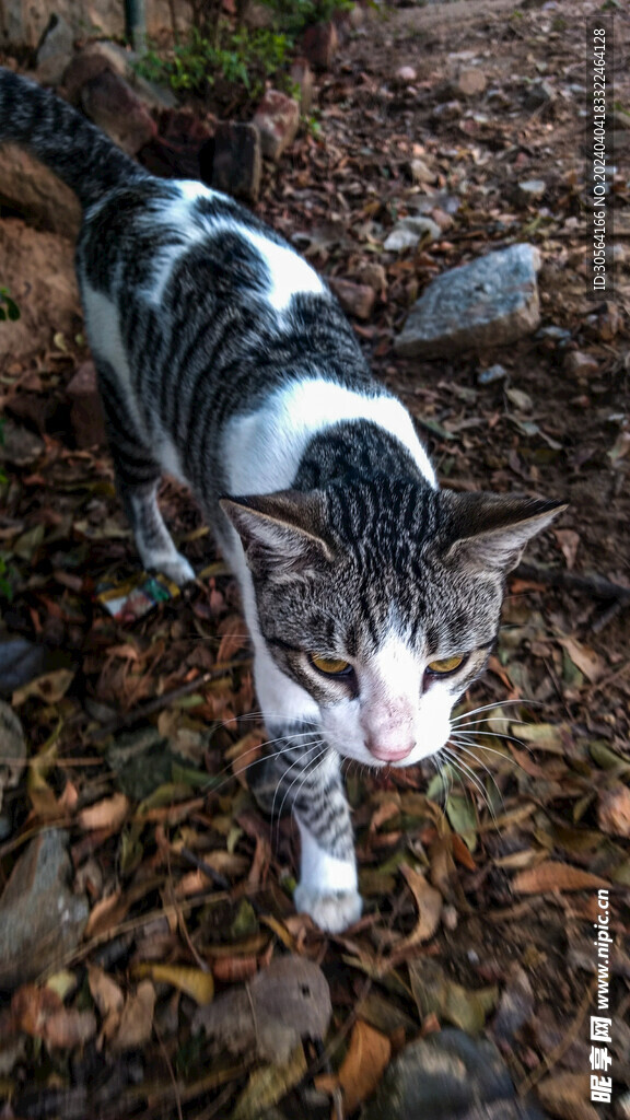 猫